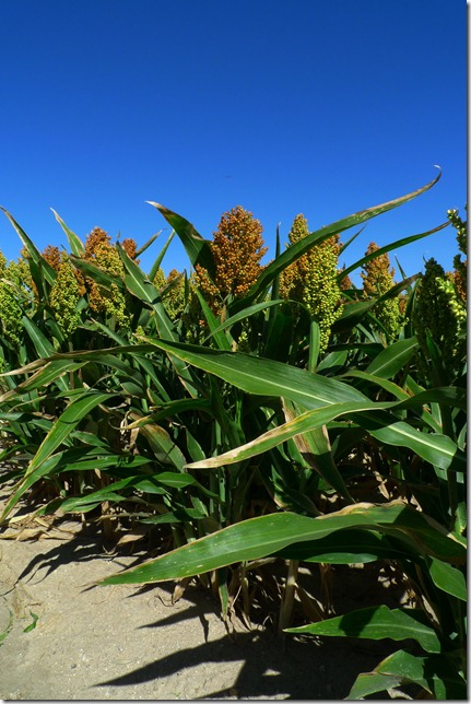 Sorgo 2
