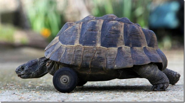 Tortuga-con-ruedas