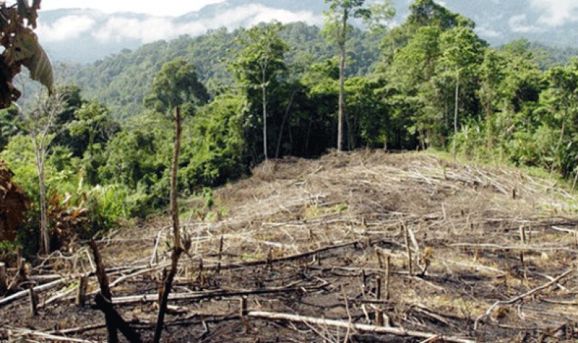DEFORESTACIÓN. Bolivia cuenta con buenas cantidades de bosques protegidos, pero estas cifras disminuyen cada día.