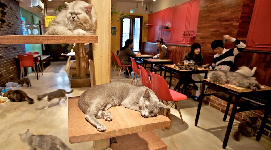 catcafe