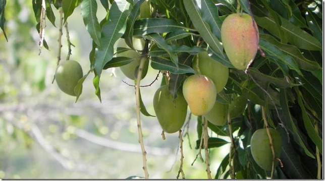 mangos