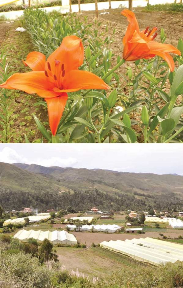 UNA VISTA PANORÁMICA DE LOS CULTIVOS A CAMPO ABIERTO Y EN HIBERNADERO, EN LA LOCALIDAD DE BELLA VISTA, EN EL MUNICIPIO DE QUILLACOLLO, COCHABAMBA. RUBÉN RODRÍGUEZ