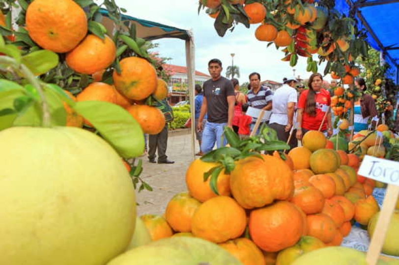 La naranja lidera producción de cítricos en Bolivia