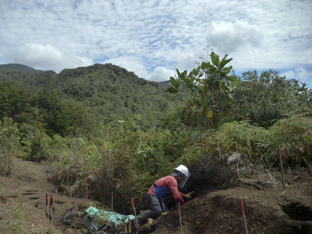 Colombia: destruyen 560 kilos de cocaína del ELN