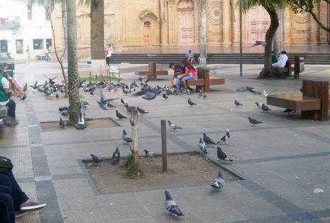 Las palomas en la Plaza 24 de Septiembre aún permanecen en número masivo en el lugar