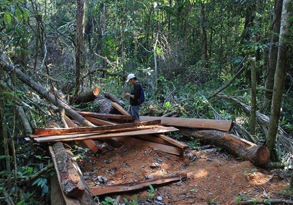 El manejo forestal que se realiza en diferentes regiones del país. - El Deber | Agencia El manejo forestal que se realiza en diferentes regiones del país. - El Deber | Agencia