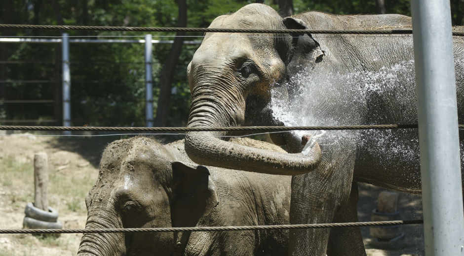 elefante