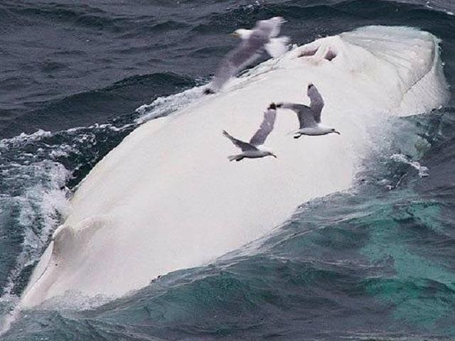 Avistan en Nueva Zelanda un raro ejemplar de ballena albina