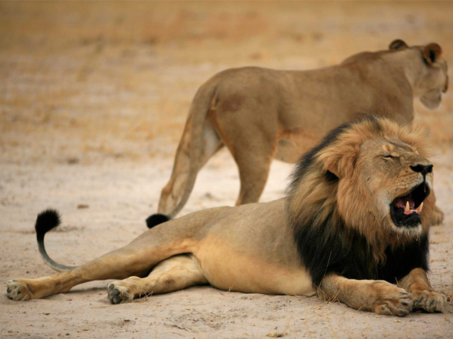 La muerte del león más famoso de Zimbabue ha causado indignación