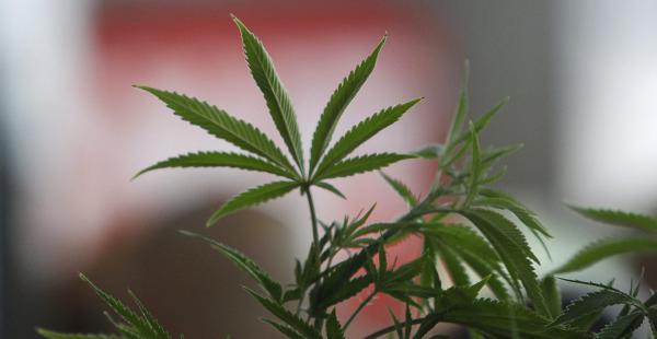 Chile hacia la despenalización de la marihuana