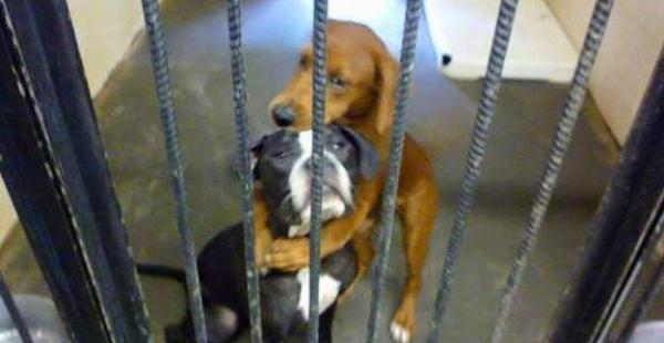 El 'abrazo' entre dos perros los salva de morir