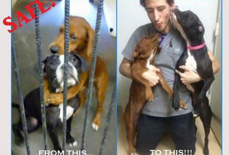 El 'abrazo' entre dos perros amigos los salva de morir