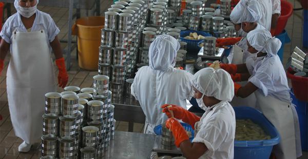 Producción de palmito en el trópico de Cochabamba hay dos plantas procesadoras
