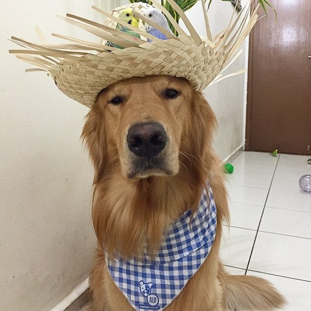 Bob, el golden retriever