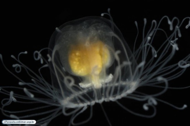 46638 Turritopsis Nutricula By Alvaro E Migotto Source Http Cifonauta Cebimar Usp Br Photo 2194