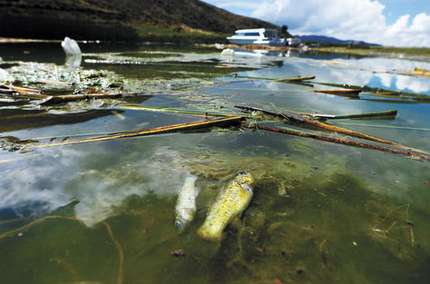 Peces (karachis)  sin vida por efecto  de la contaminación del Lago Menor del Titicaca, en el sector de la  isla de Qhehuaya.