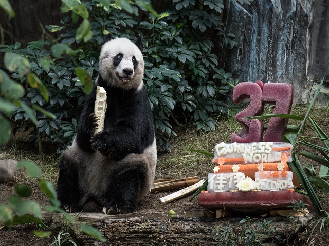 El Panda en cautiverio más longevo del mundo cumple 37 años
