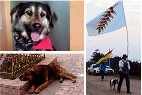 Tres-perros-que-acompanaron-las-diferentes-luchas-sociales