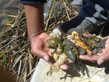 Muerte de ranas en Pata Patani -   Archivo La Prensa