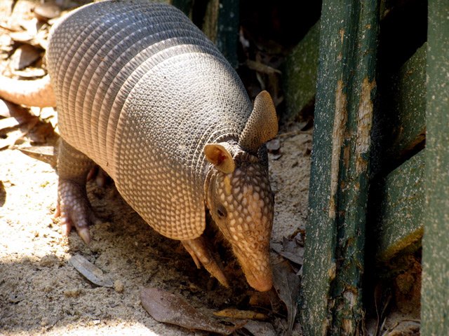 Texas: hombre disparó a armadillo y le rebotó la bala