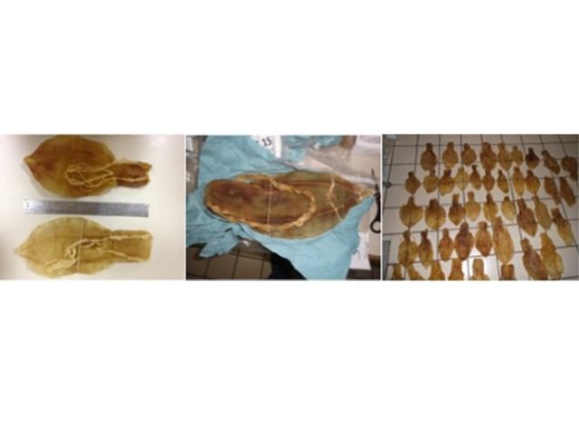 México: arrestan a traficantes con 274 piezas de totoaba, pez en extinción