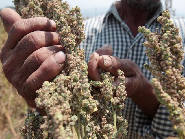 Perú desplaza a Bolivia como mayor productor de quinua, según el INE