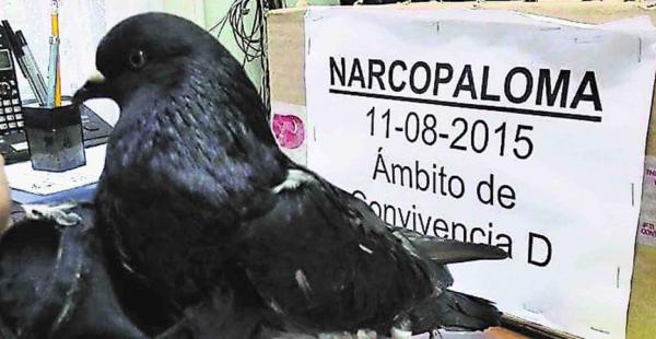 Narcopaloma fue capturada en Costa Rica