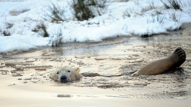 La fotografía de una desnutrida osa polar suscita alarma sobre el cambio climático