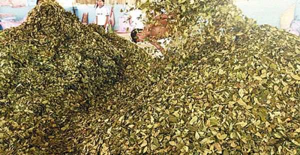 Bolivia produce más de 33.000 toneladas de hojas secas de coca por año. De esos, 19.000 se venden legalmente en Villa Fátima y Sacaba. Santa Cruz es el mayor comprador, con 7.000 toneladas al año