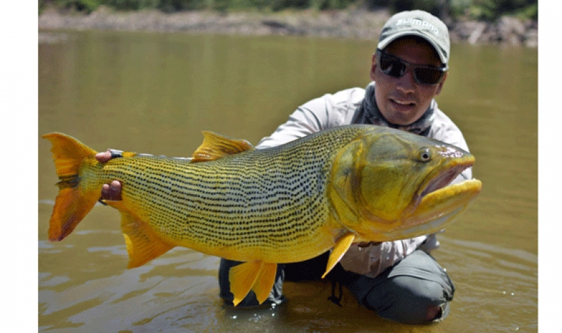 PEZ DORADO. Conocido como uno de los peces más difíciles de pescar por su voracidad y dientes.
