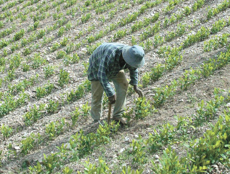 Cultivo. Un productor de coca trabaja en su terreno de La Asunta.