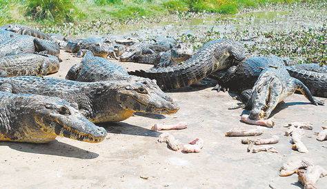 permiso. Especies de caimán y yacaré son comercializadas en provincias de Beni. Foto: La Razón-archivo