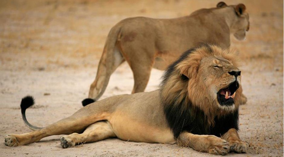 cecilleon2