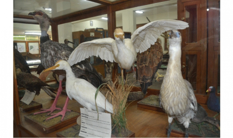 Colección. En aves hay 1.500 registros, es la especie más investigada por el Museo. En los peces falta profundizar.