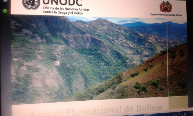 Informe de la ONU: en 2014 los Yungas erradicó más coca que el Chapare