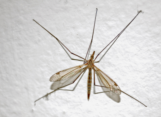 mosquitos