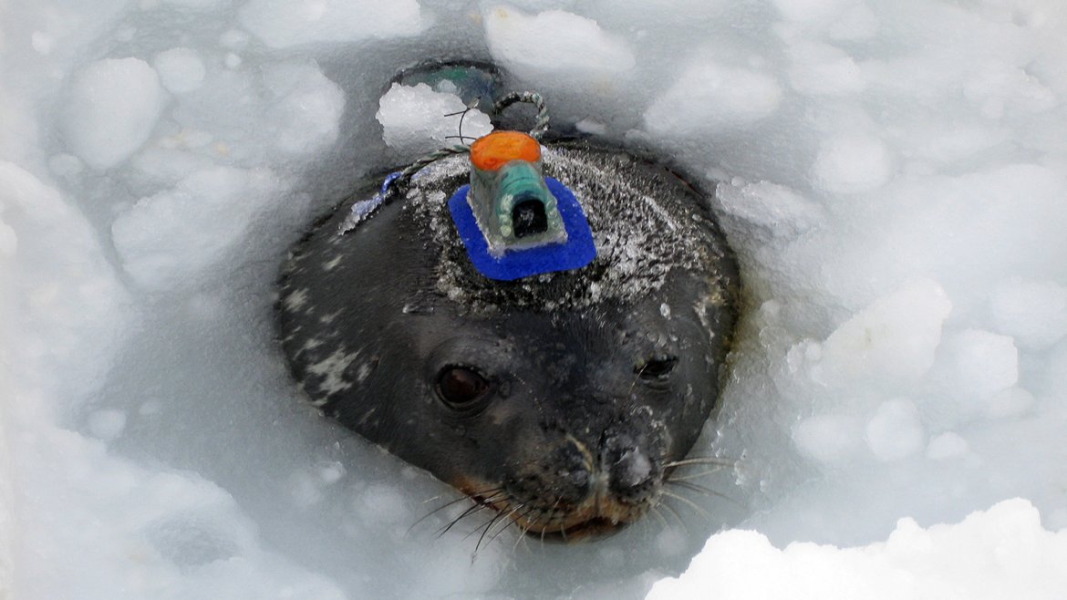 Una foca de Weddell luce un registrador de datos de vídeo que los científicos utilizan para crear un mapa tridimensional de su movimiento en el agua