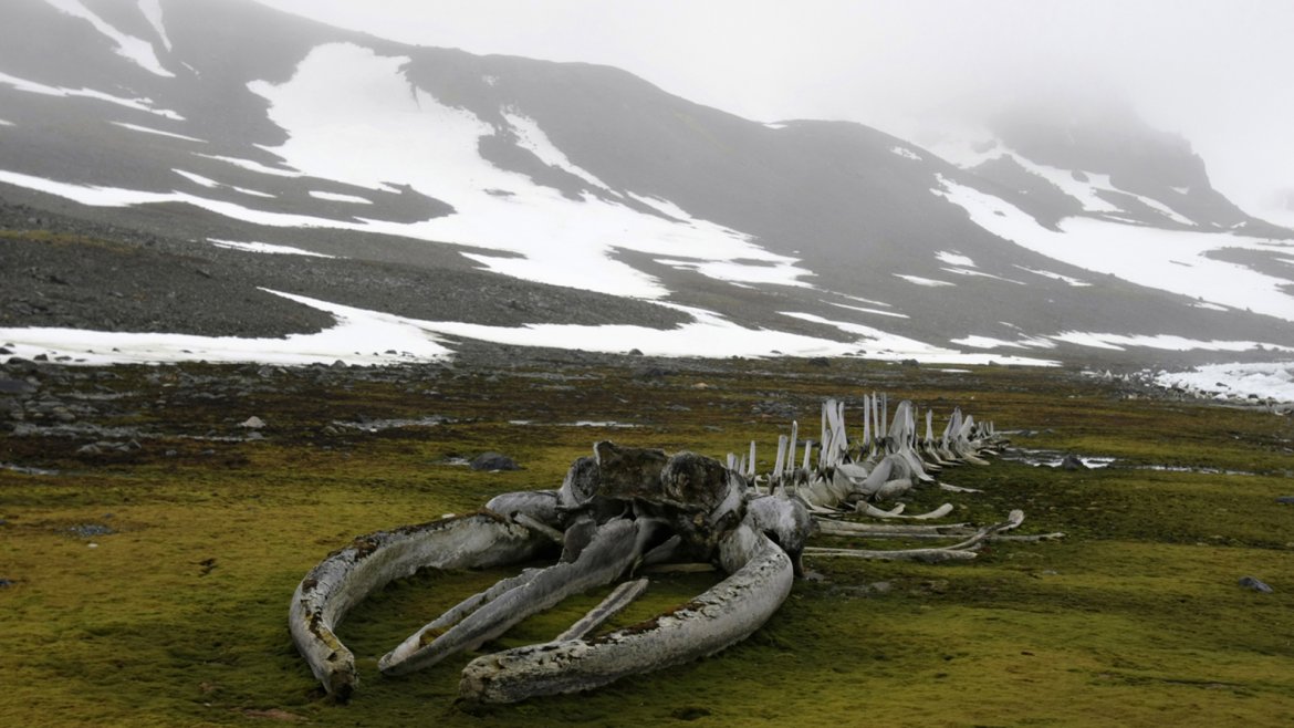 Un fósil de ballena, cerca de la Estación Antártica Comandante Ferraz de Brasil, situada en la bahía del Almirantazgo, isla Rey Jorge, Antártida