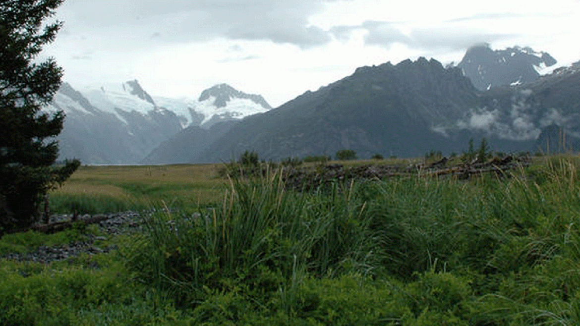 La misma imagen fue tomada el 12 de agosto de 2005. El Glaciar Noroeste ha retrocedido fuera del campo de visión. La sedimentación y la elevación han ampliado la zona de la costa y producido un humedal pantanoso