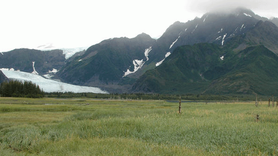 Esta fotografía fue tomada el 10 de agosto de 2005 en la misma ubicación. El Glaciar Pedersen ha retrocedido más de 2 kilómetros. Ahora es compatible con diversas variedades de pastos, arbustos y plantas