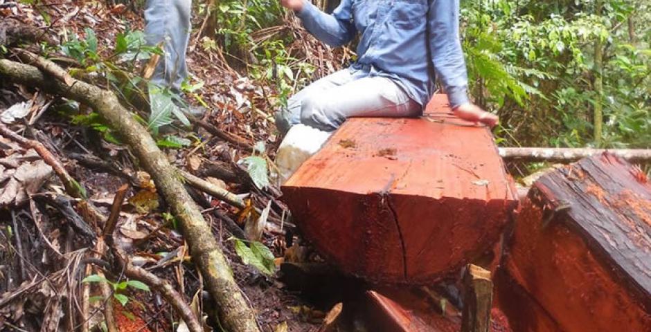 El operativo realizado por la Alcaldía de San Carlos, la ABT y la Dirección del Parque Nacional Amboró encontró evidencias de mara talada en Mataracú