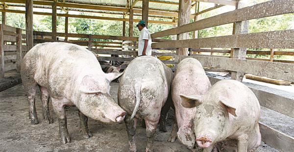 Los proyectos indígenas siguen bajo la lupa. En Beni hay denuncias