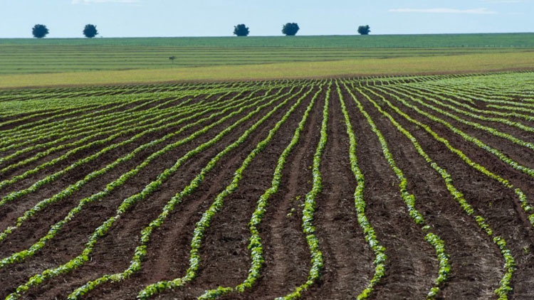 Mato Grosso state, western Brazil 