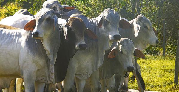 Este lote de ganado fue vendido el sábado por cabaña El Trébol del ganadero Mario Ignacio Anglarill. El segundo remate Brahman Productividad Ganadera abrió la puja ferial