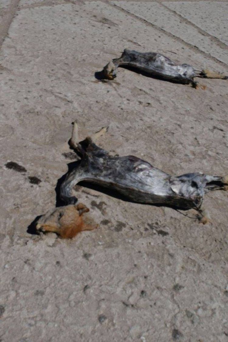 Las vicuñas que fueron víctimas de cazadores furtivos en el municipio de Colcha k. Foto: Gobierno Municipal de Colcha k