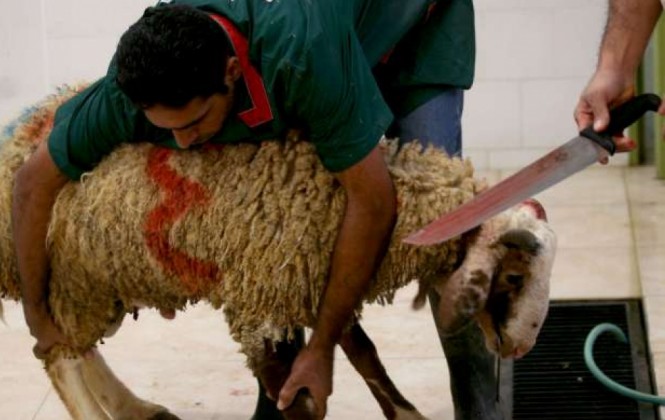 En Sopocachi, musulmanes sacrifican a 25 corderos como parte de rito religioso