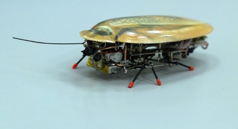 robot cucaracha 830x449 Investigadores rusos desarrollan unas curiosas cucarachas robot