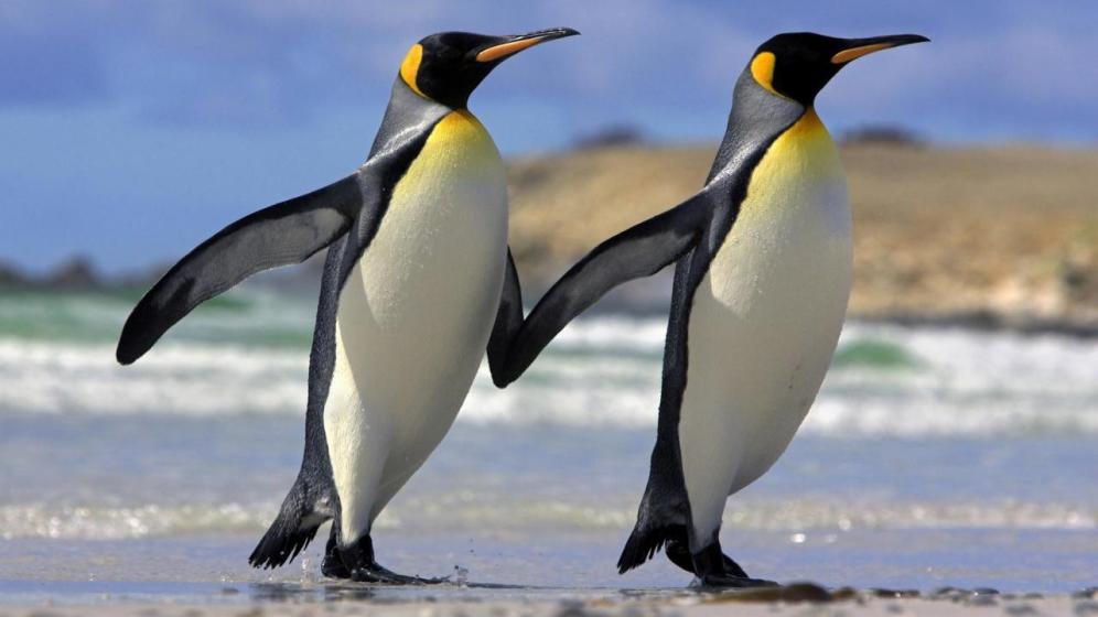 Foto: Necrofilia y pingüinos depravados: las prácticas sexuales más raras del reino animal