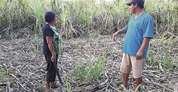 Este proyecto de caña de azúcar está en la comunidad Itonama. Está dentro de las denuncias de los 153 proyectos cuestionados por desvíos