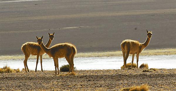 se puede ir tanto en época seca como lluviosa. la sensación es única en cada temporada. flamencos, llamas, alpacas, vicuñas y otros animales lucen su belleza a cada paso